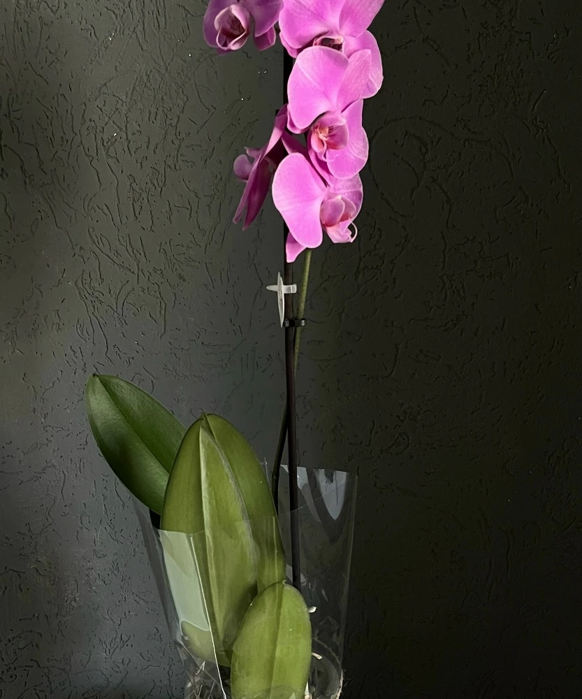 Комнатные растения — каталог LES Flowers